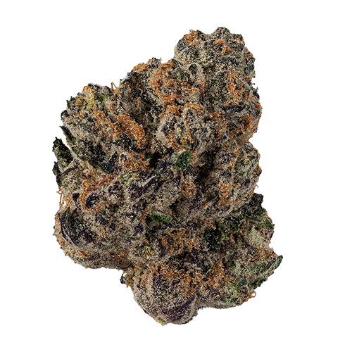 Purple Plague Flower - Image 2